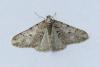 Agriopis leucophaearia